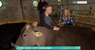 This Morning's Phillip Schofield gives warning to animal lovers as Josie cuddles cows