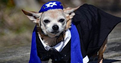 Owner throws 'Bark Mitzvah' for 13-year-old dog - with his own kippah and tallit