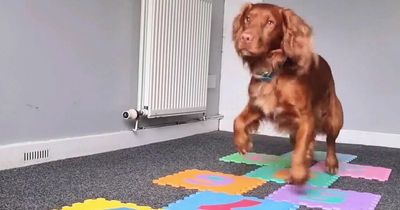 Talented dog masters playing hopscotch - which owner says is harder than learning CPR