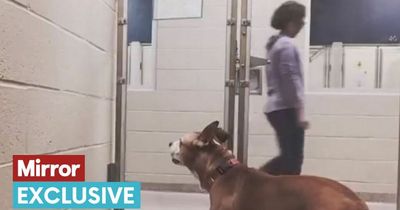 Heartbreaking video shows rescue dog being completely ignored by potential owners