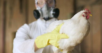 Bird flu early symptoms in humans and how it spreads from infected chickens