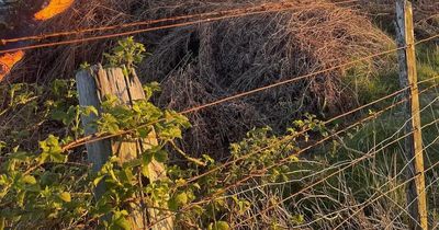 Wildfire rips through Scots farm sparking fears for animals