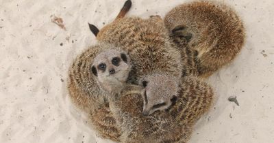 Answer this one Meerkat-related question to win a family pass to Blair Drummond Safari Park