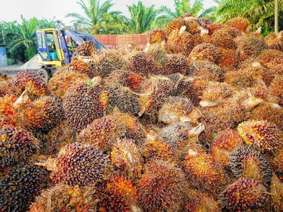 Indonesia's Ban On Processed Palm Oil Export Kicks In Today: How Will Consumers, Businesses Be Hit?