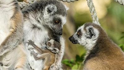 VIDEO: Don’t Lem Me Go Mum: Newborn Baby Lemur Holds On Tight