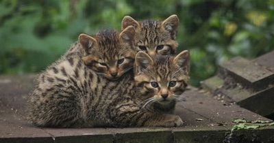 Five Sisters Zoo celebrates first birthday of adorable rare wildcat kittens