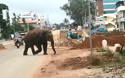 Karnataka officials to fix radio collars on elephants involved in man-animal conflict