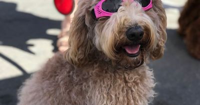 May bank holiday weekend: Things to do in Dublin from dog festival to club nights