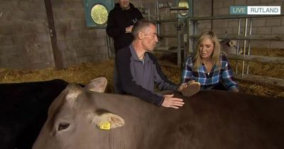 This Morning's Josie Gibson cuddles cows live on TV but Phillip Schofield issues warning to fans