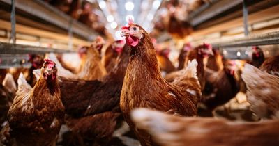 'Disaster' as more than 27,000 chickens bake to death in Nottinghamshire farm computer malfunction