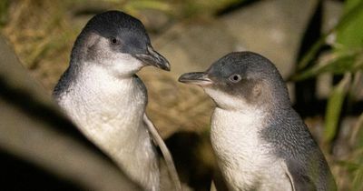Mystery as dozens of beheaded penguins wash up on beach leaving scientists stumped