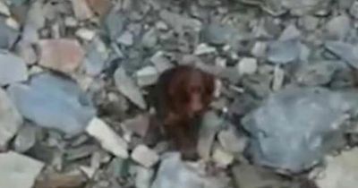 'Miracle' as cocker Spaniel who 'fell a hell of a way' down a cliff is spotted on drone footage