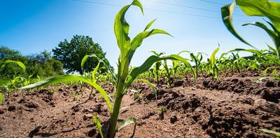 Rising atmospheric CO₂ may benefit maize crops: first experiment in African conditions