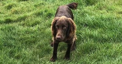 Puppy who plunged off 150ft cliff fall found alive after three days of searches