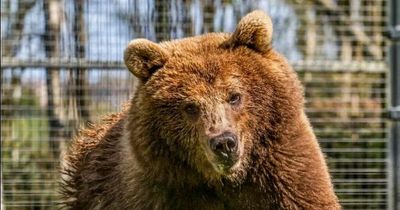 Five Sisters Zoo welcomes beautiful new rescue brown bear