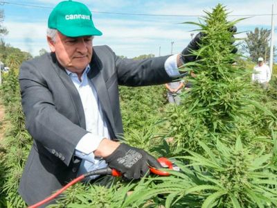 The Largest Public Harvest Of Medicinal Cannabis In Latin America: What To Know About Cannava, In Argentina