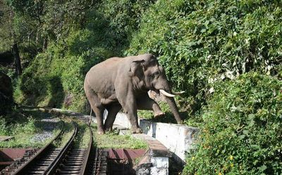 Despite railways' 'Plan Bee', elephants continue to die on rail tracks; 48 killed since 2019