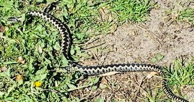 Venomous 3ft-long snake spotted slithering along UK beach as sightings lead to warning