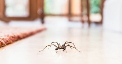 5 ways to spider-proof your home as huge spider boom is caused by mild weather
