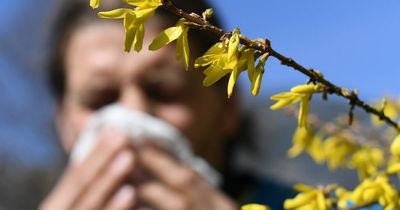 Bad news for hay fever sufferers as pollen count set to soar in parts of Ireland this weekend