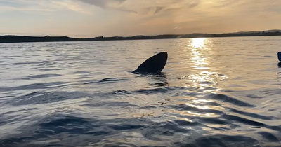 Kayakers get up close with a shark in Co Down waters