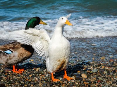 BZ Chart Of The Day: Is Aflac About To Rally?