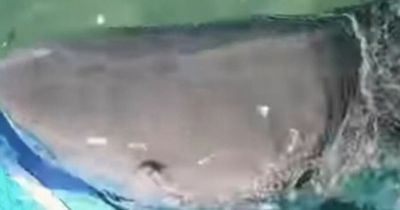 Massive tiger shark lunges at paddleboarder and chomps board throwing him into water