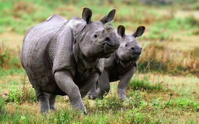 Supreme Court panel flays Assam on Kaziranga animal corridors invasion