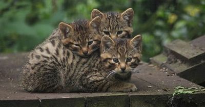 Proud West Lothian zoo celebrates birthday of super cute rare wildcat kittens