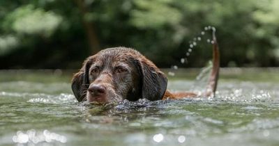 Warning to pet owners who let dogs go for a swim