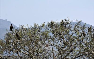 The last hope for vultures