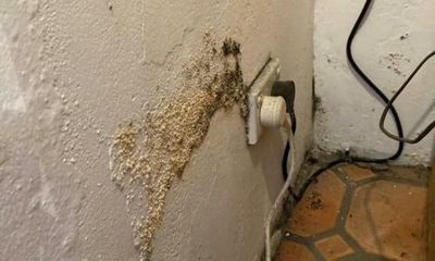 ‘This isn’t safe’: NSW renters fight twin battles against mould and landlords