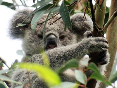 Koalas to get new habitat in northern NSW