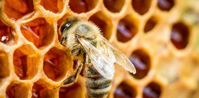 Why do we want what we like? New evidence from bee brains offers clues