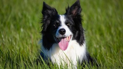 Breed stereotypes not good predictors of dog behaviour, gene study and owner survey suggest