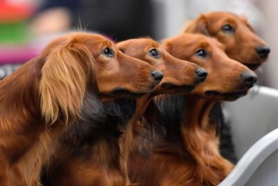 Your dog's personality may have little to do with its breed