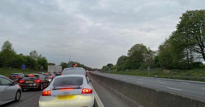 Lambs cause chaos and shut the M62 after wandering onto the carriageway