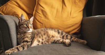 Aldi shoppers obsess over pet range featuring chair costing just £19.99