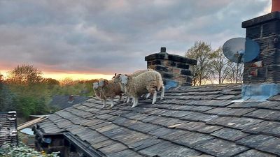 West Yorkshire firefighters called to rescue sheep from rooftop