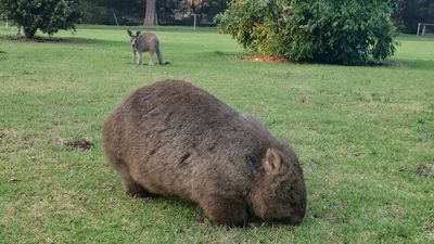 Wombats living with sarcoptic mange in Kangaroo Valley respond well to treatment