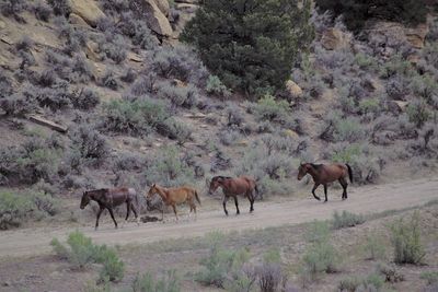 Equine virus identified in deaths of wild captive horses in Colorado
