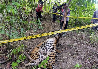 Blow for rare Sumatran tigers as three killed in wild boar traps