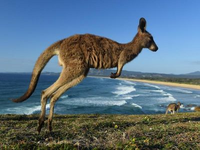Kangaroo attack puts woman in Qld hospital