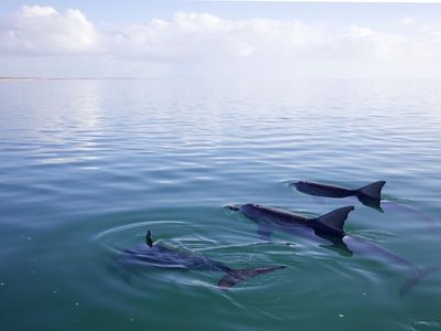 WA dolphin bycatch 'unsustainable': study