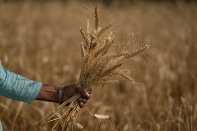 Heat wave scorches India's wheat crop, snags export plans