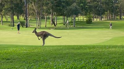 Woman 'stomped' on by kangaroo during attack at Gold Coast golf course