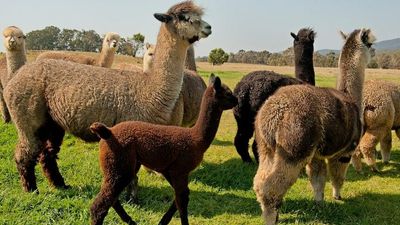 Alpaca scammers target would-be buyers online