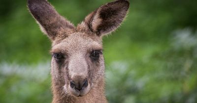 Woman in hospital after being attacked by 'large' vicious kangaroo at golf club