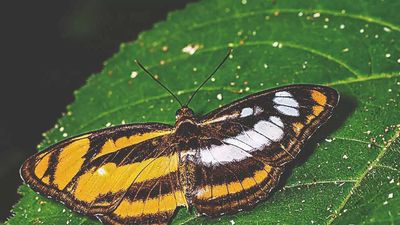 West Bengal: Flutter over rare butterfly in Buxa
