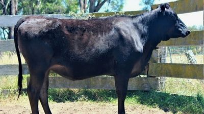 Wagyu heifer sells for $400,000, setting record for Australia's most expensive beef animal